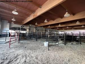 Bulls ready for tonight's rode?o - Fort Worth, Texas