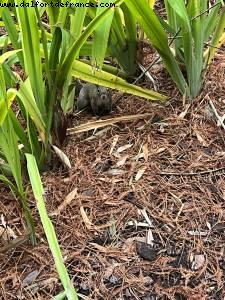 Pathway to Hotels - Universal Resort - Orlando, Florida