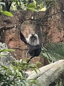 Animal Kingdom - Walt Disney World - Orlando, Florida