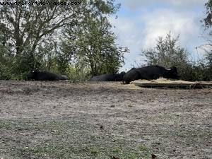 Animal Kingdom - Walt Disney World - Orlando, Florida