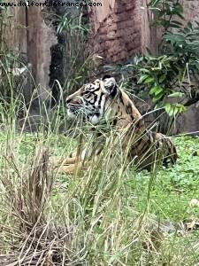 Animal Kingdom - Walt Disney World - Orlando, Florida