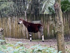 Animal Kingdom - Walt Disney World - Orlando, Florida