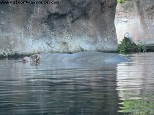 Animal Kingdom - Walt Disney World - Orlando, Florida