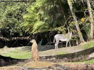 Animal Kingdom - Walt Disney World - Orlando, Florida