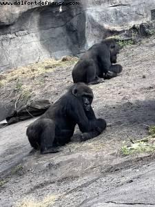 Animal Kingdom - Walt Disney World - Orlando, Florida