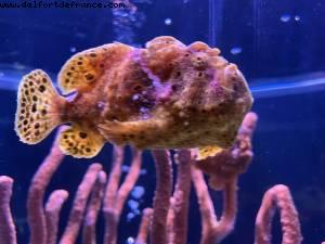 The Seas with Nemo and friends - Epcot - Walt Disney World - Orlando, Florida