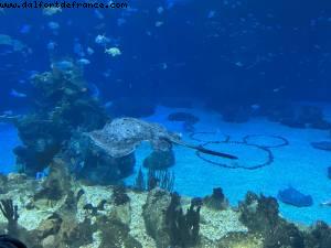 The Seas with Nemo and friends - Epcot - Walt Disney World - Orlando, Florida