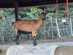 Animal Kingdom - Walt Disney World - Orlando, Florida