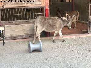 Animal Kingdom - Walt Disney World - Orlando, Florida