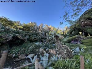 Hotel Early opening - Avatar - Animal Kingdom - Walt Disney World- Orlando, Florida