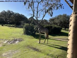 Safari - Animal Kingdom - Walt Disney World- Orlando, Florida