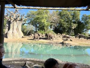 Safari - Animal Kingdom - Walt Disney World- Orlando, Florida