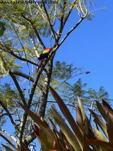 Animal Kingdom - Walt Disney World- Orlando, Florida