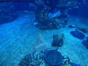 Epcot, Walt Disney World 