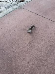 Caribbean Beach resort - Walt Disney World