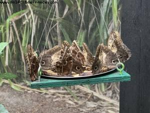 Harvest Caye, Belize - Norwegian Pearl - Croisière RSVP