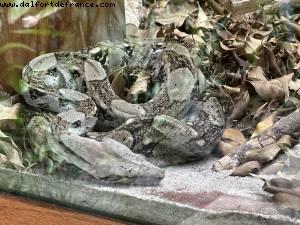 Harvest Caye, Belize - Norwegian Pearl - Croisière RSVP