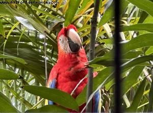 Harvest Caye, Belize - Norwegian Pearl - Croisière RSVP