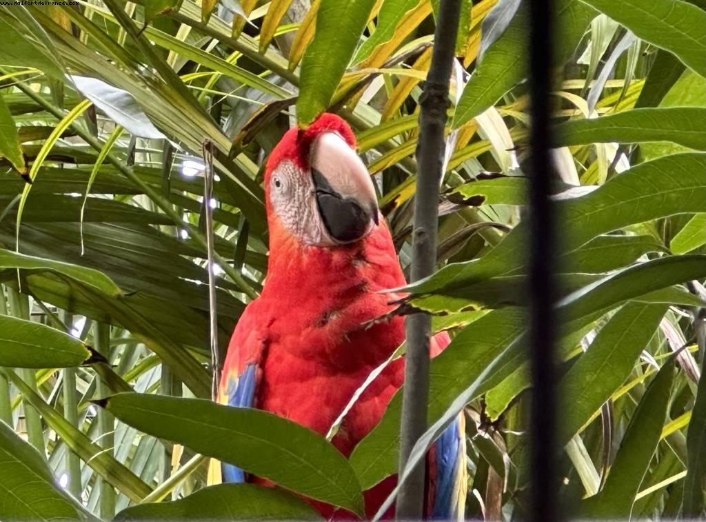 Harvest Caye, Belize - Norwegian Pearl - RSVP Cruise