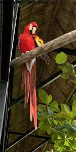 Harvest Caye, Belize - Norwegian Pearl - Croisière RSVP