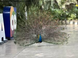 Carthagène des Indes, Colombie - Norwegian Pearl - Croisière RSVP