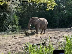 Safari - Disney’s Animal Kingdom - Walt Disney World