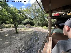 Safari - Disney’s Animal Kingdom - Walt Disney World