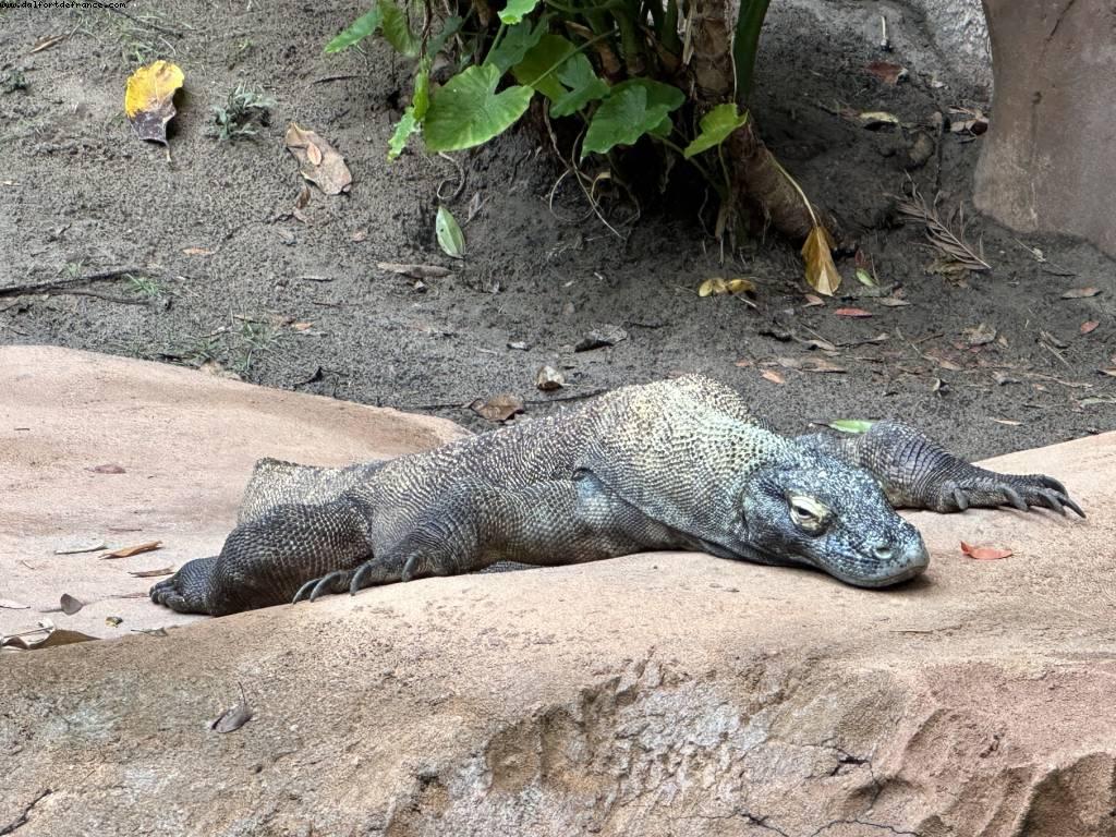 Maharajah Jungle Trek - Disney’s Animal Kingdom - Walt Disney World