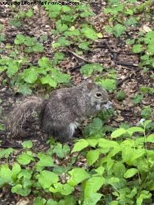 Central Park - New York, New York