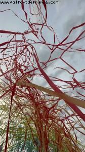 Disneyland Paris Pride