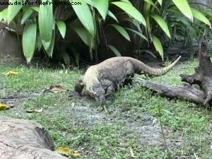 Animal Kingdom - Walt Disney World