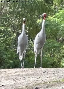 Animal Kingdom - Walt Disney World