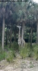 Animal kingdom - Walt Disney world