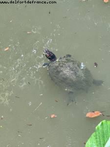 Botanical Garden - Singapour