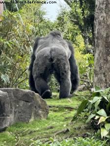 Animal Kingdom - Walt Disney World - Orlando, Florida