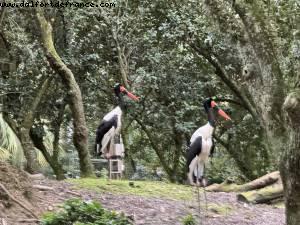 Animal Kingdom - Walt Disney World