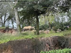 Animal Kingdom - Walt Disney World