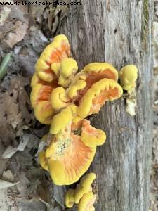 Mont st Hilaire, Quebec