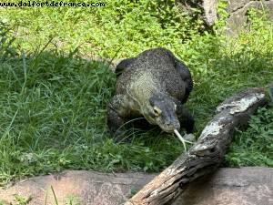 Animal kingdom- Walt Disney World