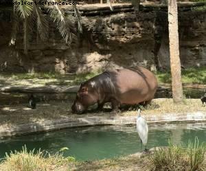 Animal kingdom - Gaydays - Walt Disney World
