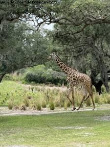 Animal kingdom - Gaydays - Walt Disney World