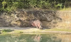 Animal Kingdom - Walt Disney World - Orlando, Florida