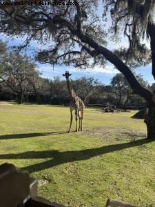 Animal Kingdom - Walt Disney World - Orlando, Florida
