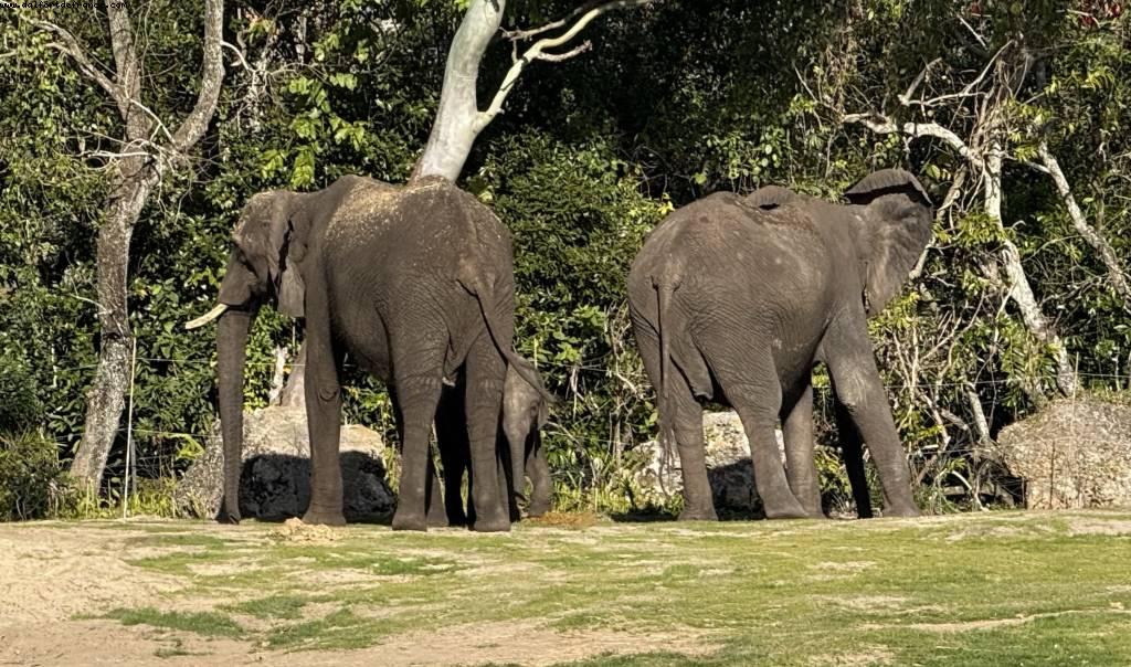 Animal Kingdom - Walt Disney World - Orlando, Florida