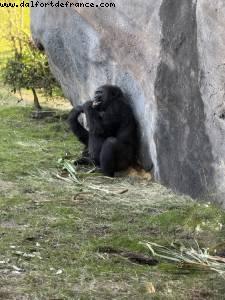 Animal Kingdom - Walt Disney World - Orlando, Florida