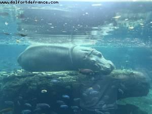 Animal kingdom - Walt Disney world