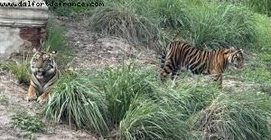 Animal Kingdom - Walt Disney world