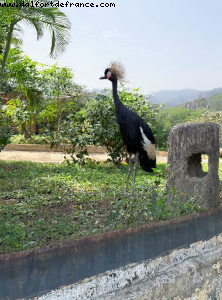 Botanical garden - Hong Kong