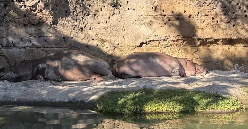 Animal kingdom - Walt Disney World