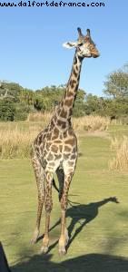 Animal kingdom - Walt Disney World